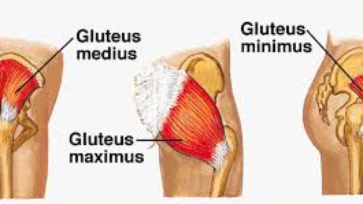 Gluteal Muscles / Gluteus Maximus - Anatomy Muscles Isolated on